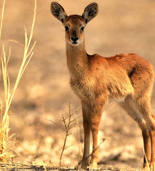 6 Day Lusaka Livingstone via Kafue National Park