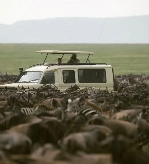 6 Day Tanzania Wildebeest Migration Safari