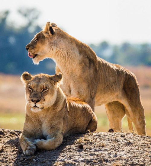 6 Days Botswana Safari