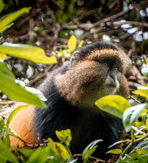 6 Days Gorillas, golden monkeys and wildlife safari