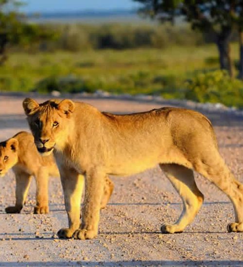 7-Day Amboseli, Naivasha, Hells Gate, Nakuru, Masai Mara