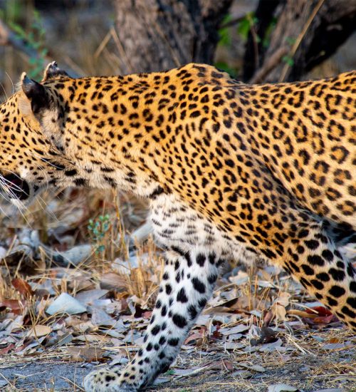 7 Days Botswana Wilderness Safari
