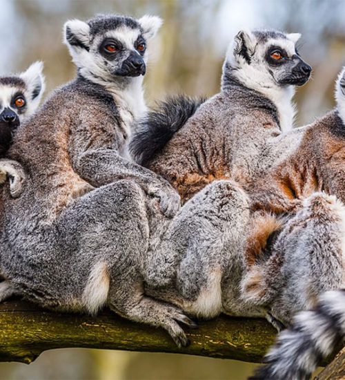 7 Days Madagascar Flying Safari