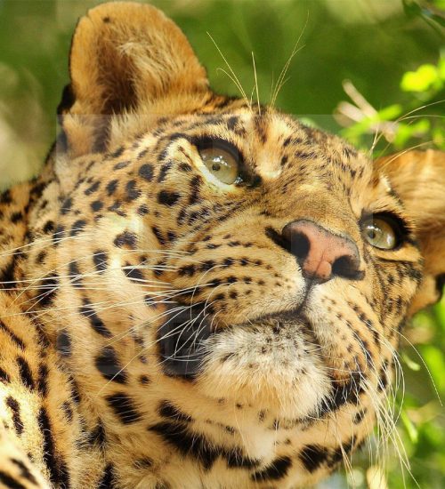 7 Days Zambia Wildlife Adventure