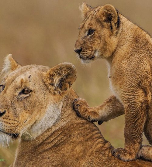 8 Days- Masai Mara, Central Serengeti, Ngorongoro Crater & Amboseli