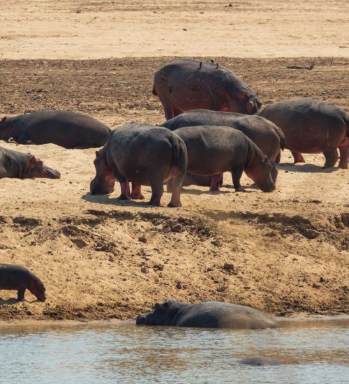 8 Days Zambia Safari