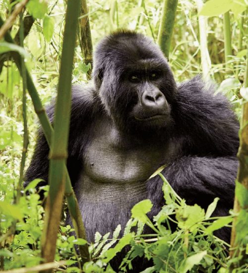 8 days Rwanda gorilla trekking safari