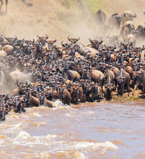 8 days wildebeest safari