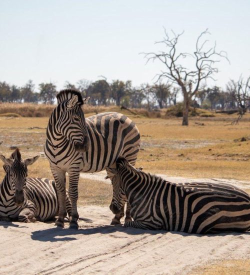9 Days Botswana Wildlife Adventure