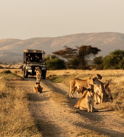 9 Days Hidden Gem Of the Kenya Wilderness Safari.
