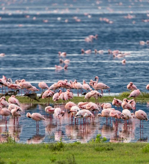 9 Days- Lake Nakuru, Masai Mara, Central Serengeti, Ngorongoro Crater & Tarangire