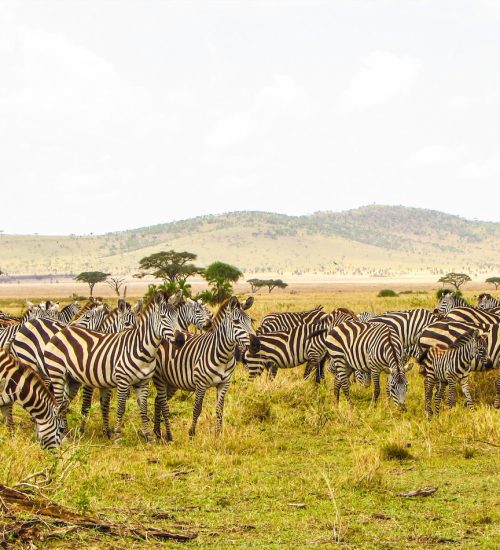 9 Days- Masai Mara, Central Serengeti, Ngorongoro Crater, Tarangire & Amboseli