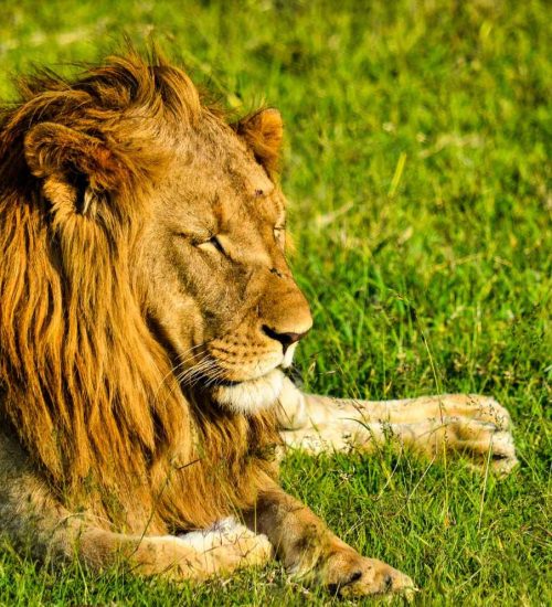 9 Days Safari Kenya And Tanzania Package