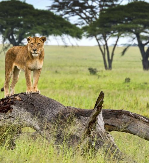 9 Days safari Kenya and Tanzania package