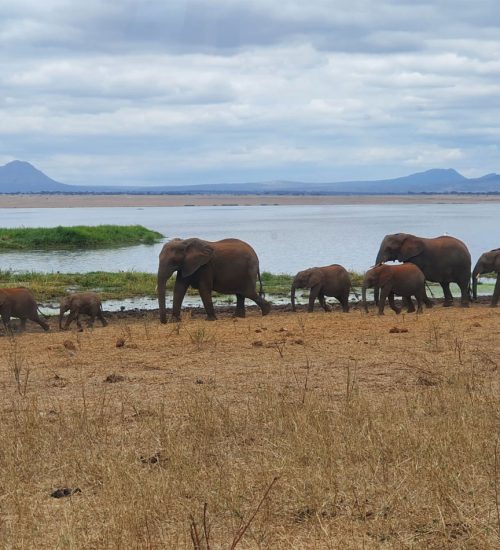 9 days - Lake Naivasha, Masai Mara, Central Serengeti, Ngorongoro Crater & Tarangire