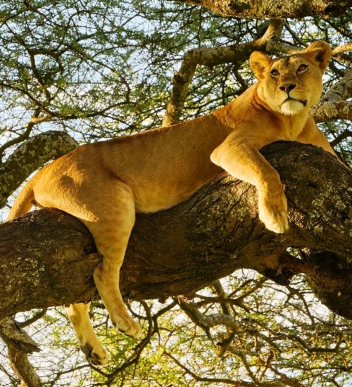 9 days - Lake Nakuru, Masai Mara, Central Serengeti, Ngorongoro Crater & Tarangire