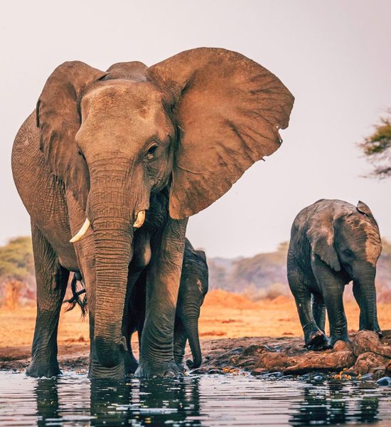 Botswana-Safaris-Elephants Zambia Safaris Elephants
