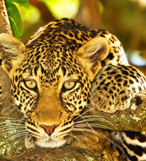 Days Amboseli, Naivasha, Hell Gate, Nakuru, Masai Mara