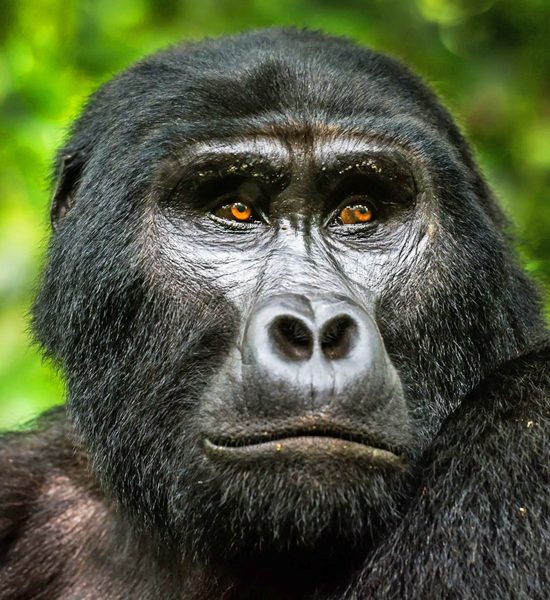 Gorilla-Trekking-Safari-in-Africa Gorilla-Trekking-Safari-in-Africa