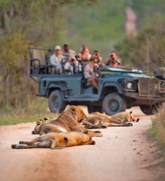 Kruger-Safaris Kruger-Safaris