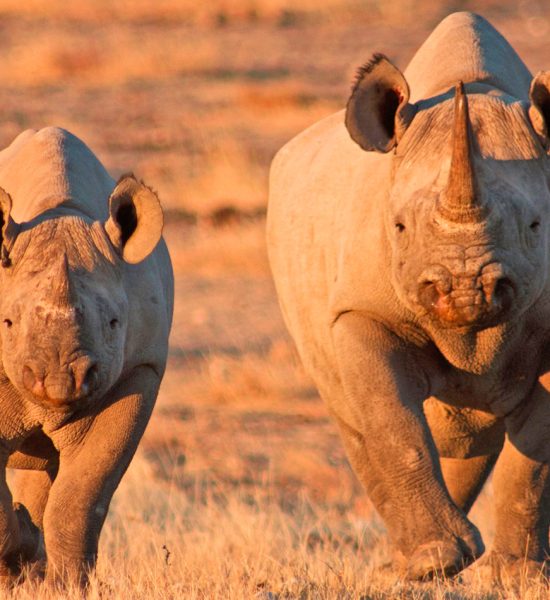 Namibia-Safaris Namibia-Safaris