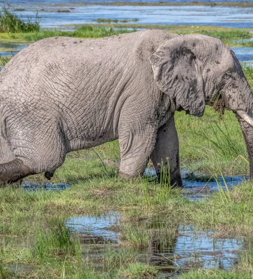 7 days - Masai- Mara-Central- Serengeti -Ngorongoro- Crater