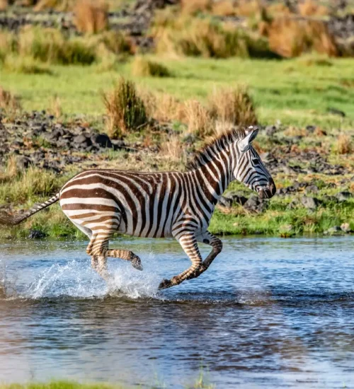 7 days - Masai- Mara-Central -Serengeti-Ngorongoro -Crater- & Tarangire
