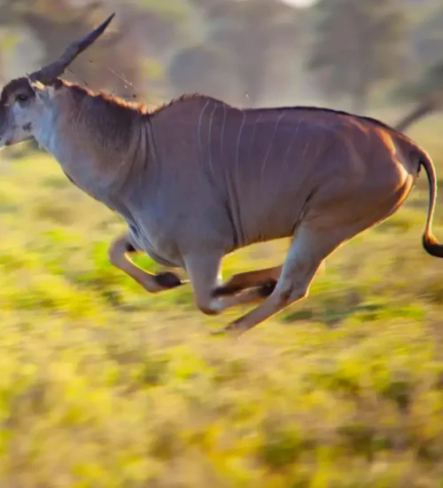 6 Days - Masai -Mara-Central- Serengeti -& Ngorongoro -Crater