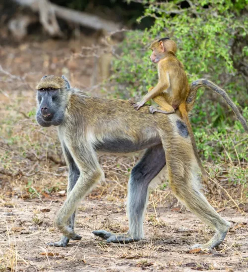 7 Days - Lake Nakuru, Masai -Mara- Central- Serengeti -& Ngorongoro -Crater