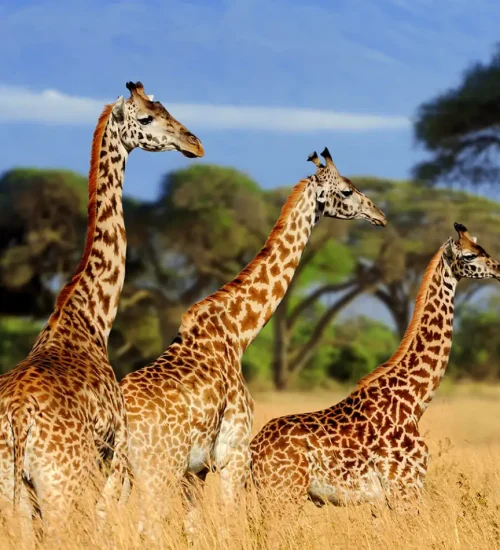 7 Days - Lake- Naivasha- Masai- Mara-Central -Serengeti -& Ngorongoro -Crater