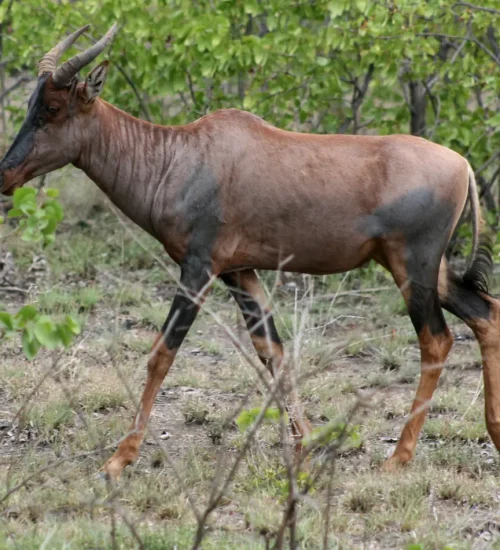 8 Days - Masai -Mara, Central- Serengeti- & Ngorongoro- Crater- & Tarangire