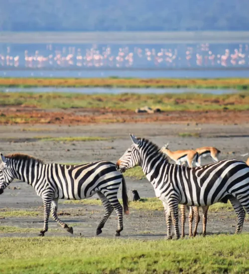 8 Days - Lake Nakuru, Masai- Mara-, Central -Serengeti -& Ngorongoro- Crater