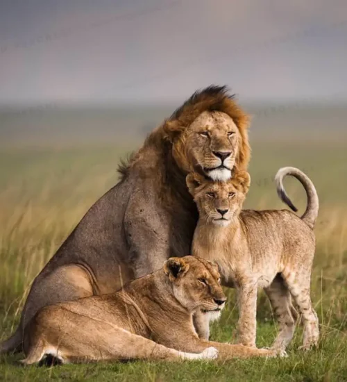 9 Days - Lake Nakuru, Masai -Mara- Central -Serengeti -& Ngorongoro -Crater