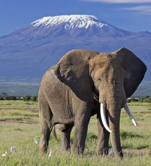 10 days - Lake- Nakuru,- Masai- Mara, Central Serengeti, -Ngorongoro- Crater, Tarangire & Amboseli