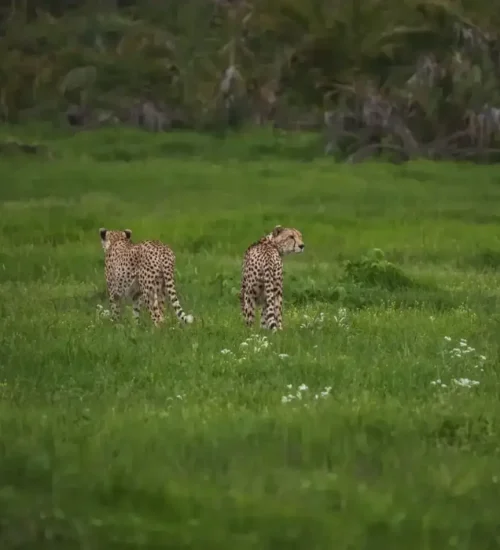 11 days - Masai Mara, Central Serengeti, Ngorongoro Crater, Tarangire & Amboseli