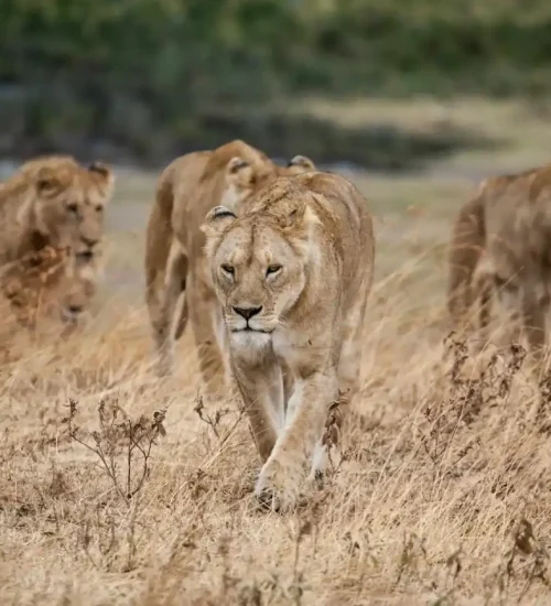 12 days - Lake Nakuru, Masai Mara, Central Serengeti, Ngorongoro Crater, Tarangire & Amboseli