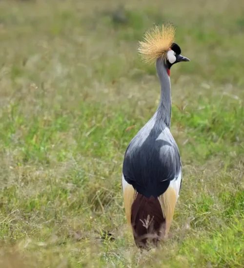 13 Days - Lake Nakuru, Masai Mara, Central Serengeti, Ngorongoro Crater, Tarangire & Amboseli