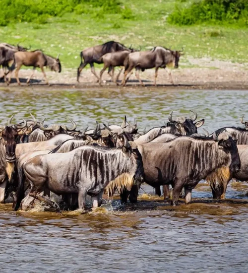 9 Days - Lake Nakuru, Masai Mara, Central Serengeti, Ngorongoro Crater & North Serengeti