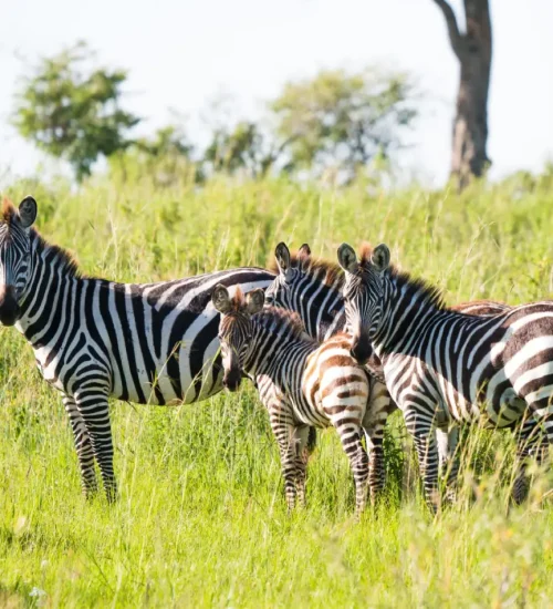 9Days - Masai Mara, Central Serengeti, Ngorongoro Crater & North Serengeti