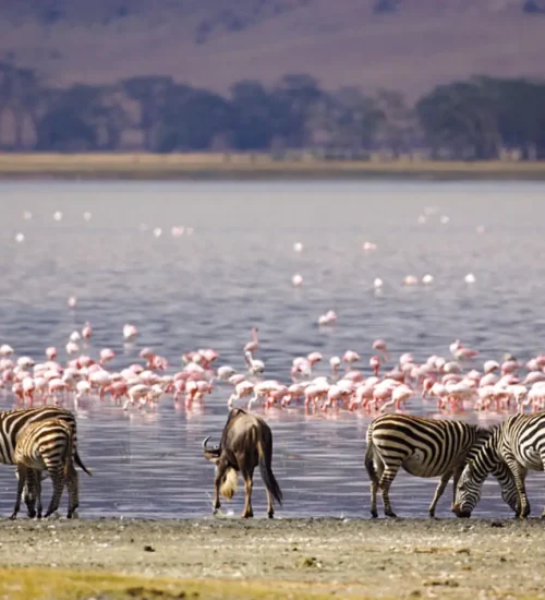 11 Days - Lake Nakuru, Masai Mara, Central Serengeti, Ngorongoro Crater, Tarangire & North Serengeti