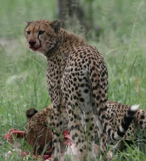 2 Days- Camping- Safari