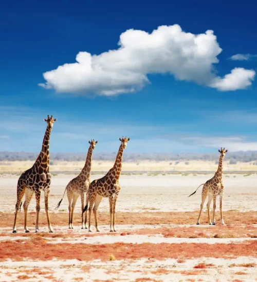 8 Days- Namibia- Combination -Tour