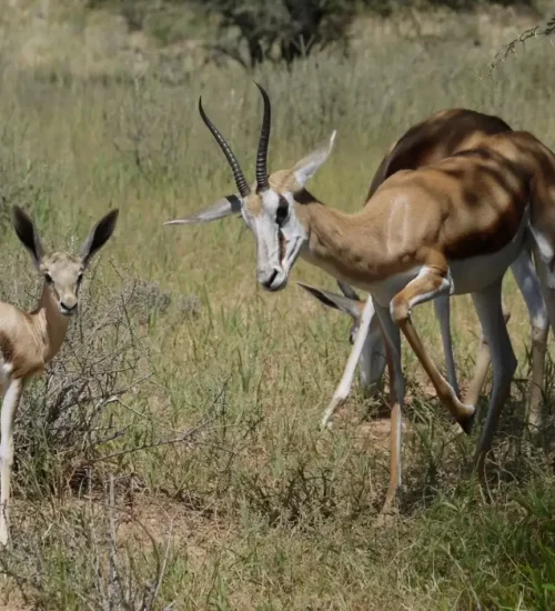 6 Days- Namibia -Combination -Tour