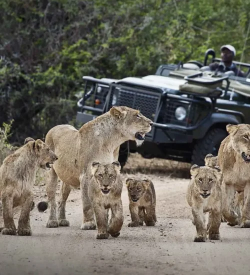 8 Day -Luxury -Sabi -Sands- Safari