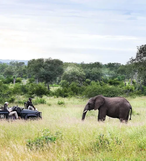 9 Day -Luxury -Sabi -Sand -Safari