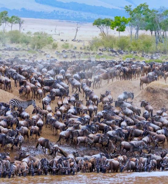 The-great-wildebeest-Migration-Safari The great wildebeest Migration Safari