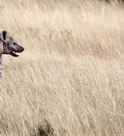 15 Day Victoria Falls Botswana Adventure