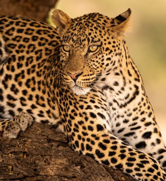 Discover Tanzania Lodge Safaris Discover Tanzania Lodge Safaris