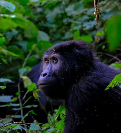 12 Day Gorillas and Wildlife Safari