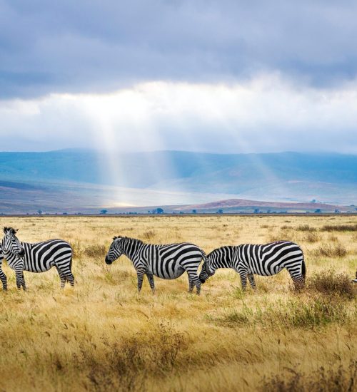 14 Day Lodge Safari Kenya, Tanzania And Zanzibar Beach